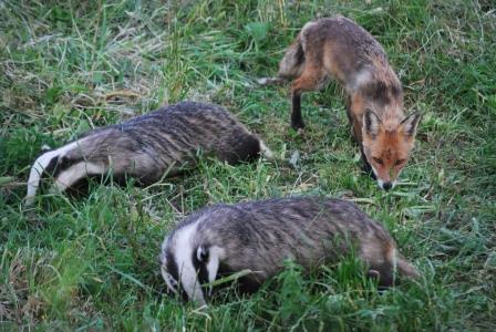 Badgers and fox foraging
