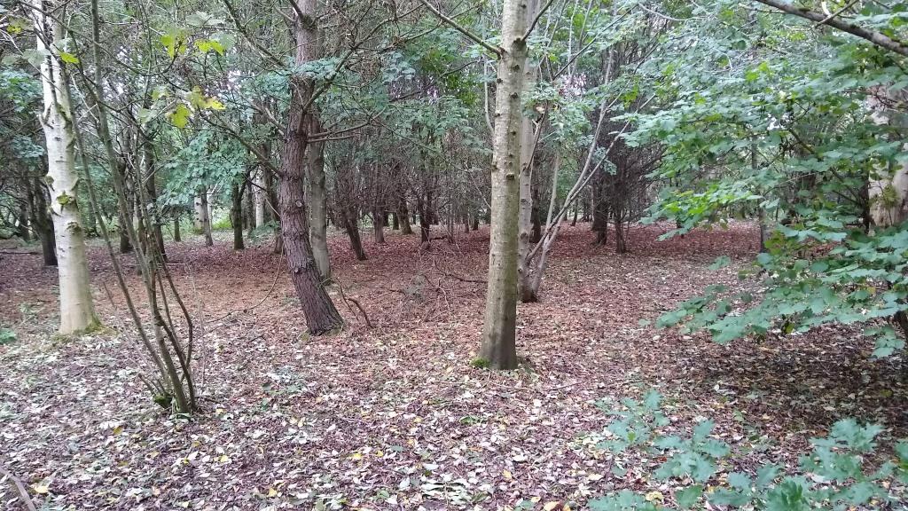 Brough Park planted woodland