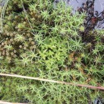Sphagnum Moss for home page